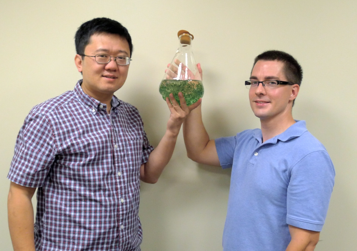Liu and Hillwig hold a flask of cyanobacterium (green algae) Hapaloshiphon welwitschii UTEX B1830, the native producing organism of WelO5 protein, a novel halogenation enzyme that is capable of converting an aliphatic C-H bond to a C-Cl bond in a freestanding small molecule.