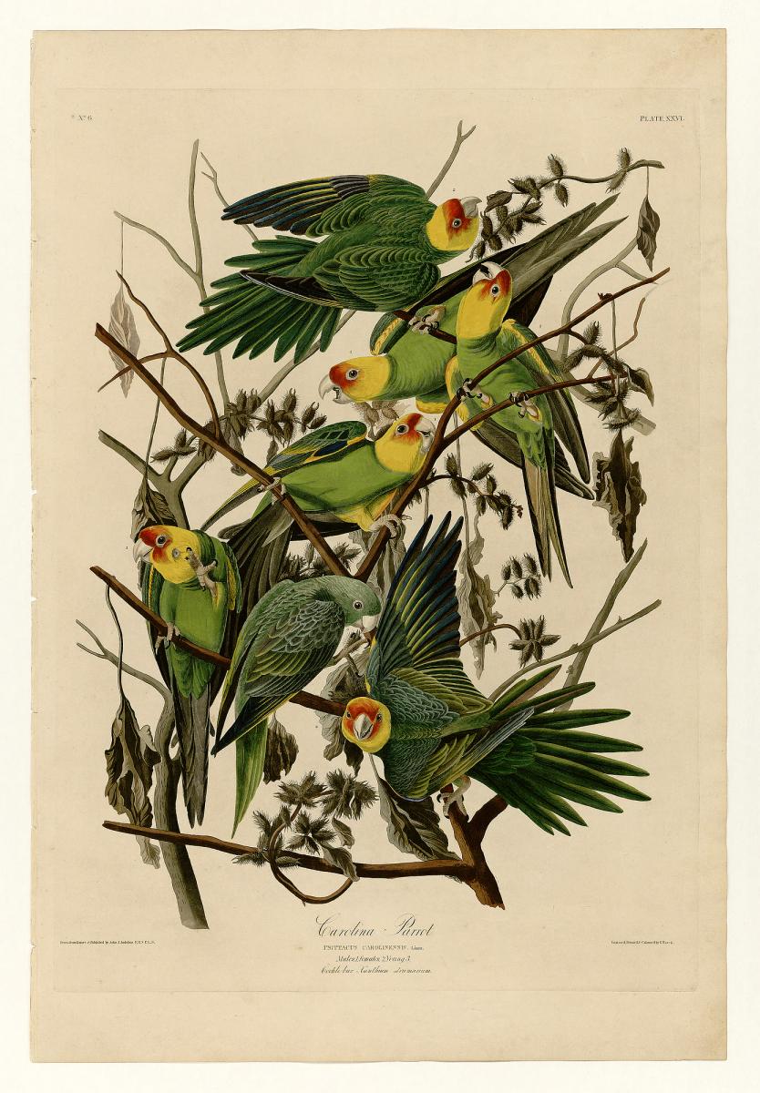 Audubon Print